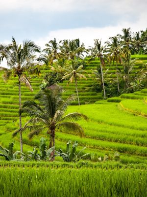 RIce Terraces