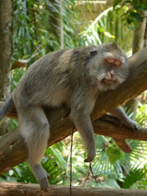 Sleeping Monkey