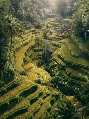 Tagalog Rice Terrace